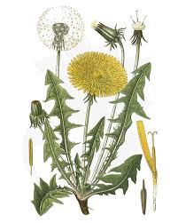 Dandelion Lotion