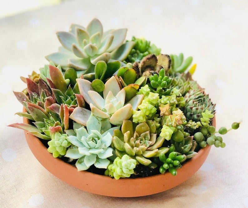 Succulent Workshop