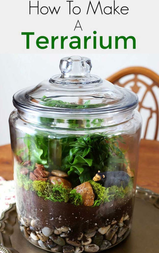 Terrarium Workshop